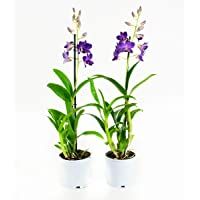 Los mejores  - Orquídeas de Botanicly – 2 × Dendrobium Sa-Nook – Altura: 55 cm- 1 brote